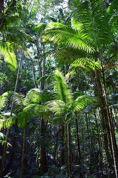 Rainforest - Fraser Island